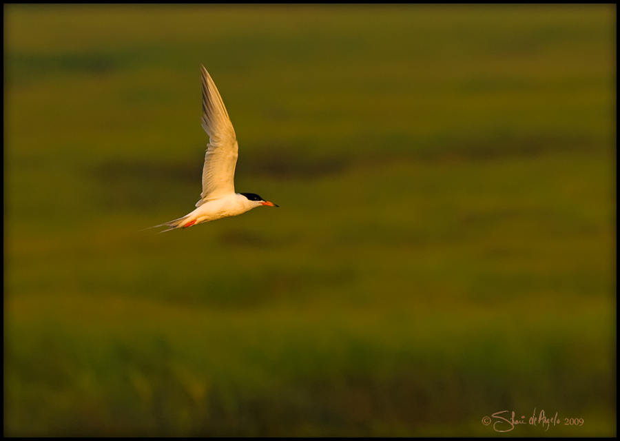 Tern at Sunset